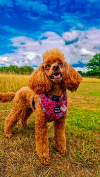 Berry Blossom Floral Dog Harness, 5 of 7