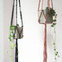 Popcorn Knot Macrame Plant Hanger Craft Kit, thumbnail 1 of 10