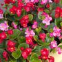 Flowering Plants Begonia 'Organdy Mixed', thumbnail 4 of 5