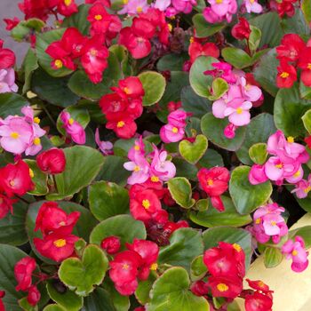 Flowering Plants Begonia 'Organdy Mixed', 4 of 5