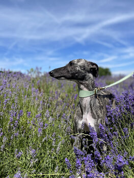 Personalised Whippet / Lurcher / Greyhound Collar And Lead Turquoise, 8 of 12