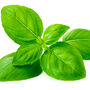 Herb Basil 'Sweet Genovese' Three X Plants In 9cm Pots, thumbnail 1 of 5