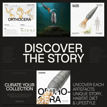 Orthocera Authentic Fossil Deep Box Wall Hanging Frame, 2 of 4