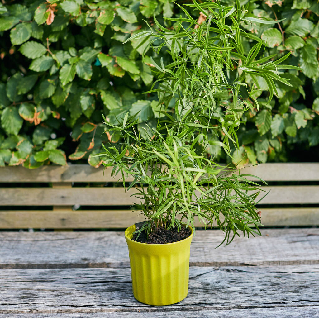 Image of Milkshake Bamboo Plant Pot
