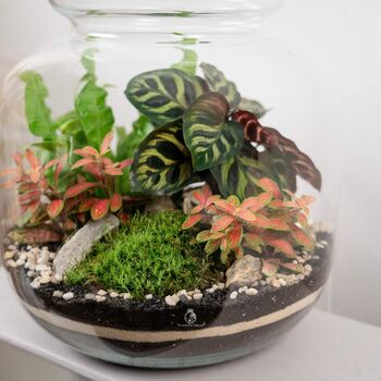 Tropical Terrarium Kit Diy | 'Leeds', 6 of 12