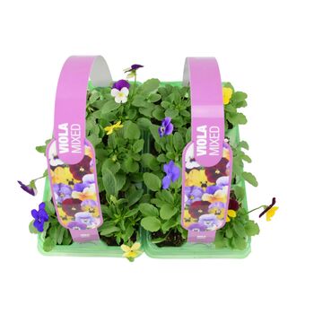 Viola Mixed 2x 6 Packs 12 Plants, 3 of 3