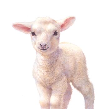 Illustrated Lamb Print, 2 of 3