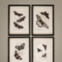Set Of Four Framed Vintage Butterfly Art Prints, thumbnail 1 of 10