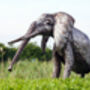 Elephant Two Foot Metal Sculpture, thumbnail 1 of 7