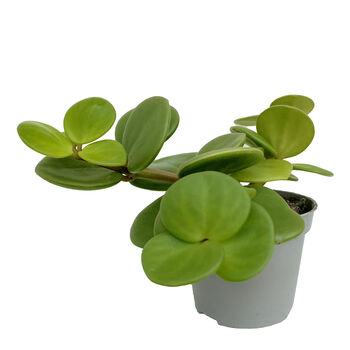 Peperomia Hope Pet Friendly Trailing House Plant, 2 of 2