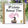 Gardening Gift. Grow Your Own Wisteria Bonsai Tree, thumbnail 1 of 6