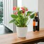 Red Flamingo Flower Anthurium In 12cm Pot, thumbnail 1 of 9