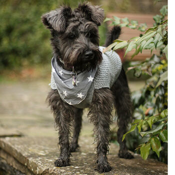 Grey Star Dog Celebration Bandana, 3 of 3