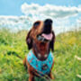 Rosie Rose Cornflower Blue Floral Dog Harness, thumbnail 8 of 10