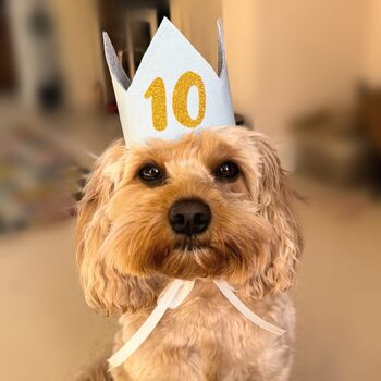 Dog Birthday Hat, 4 of 8