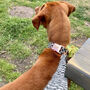Wilma's Black And White Dog Collar, thumbnail 5 of 5