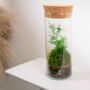 Closed Ready Made Terrarium | 'Seville', thumbnail 6 of 6