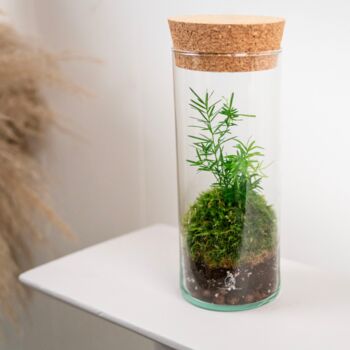 Closed Ready Made Terrarium | 'Seville', 6 of 6