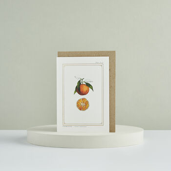 Botanist Archive Clementine Christmas Card, 3 of 4