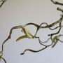 Faux Willow Catkin Branch, thumbnail 2 of 3