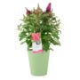 Butterfly Bush 'Little Ruby' – 5 L Pot Shrub, thumbnail 3 of 5