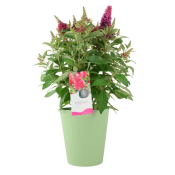 Butterfly Bush 'Little Ruby' – 5 L Pot Shrub, 3 of 5