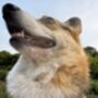 Woodland Badger Dog Harness, thumbnail 4 of 12