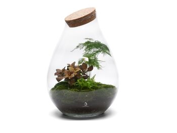 Large Pre Assembled Terrarium With Plants | 'Vienna', 5 of 6