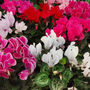 Cyclamen Winfall Mix Three X 10.5cm Pots, thumbnail 3 of 6