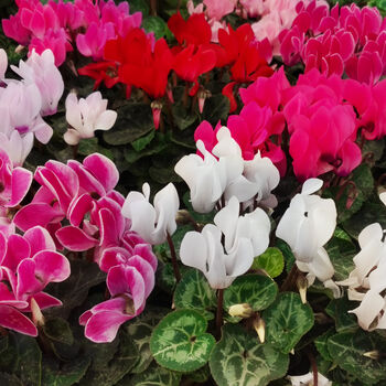 Cyclamen Winfall Mix Three X 10.5cm Pots, 3 of 6