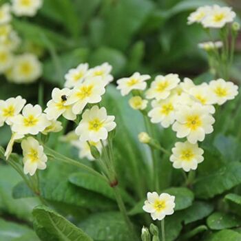 Flowering Plants Primrose 'Clotted Cream' Six X Plants, 6 of 6