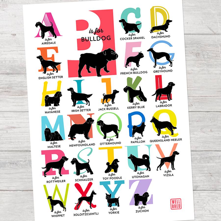 B Is For Bulldog Dog Breed A To Z By Well Bred Design ...