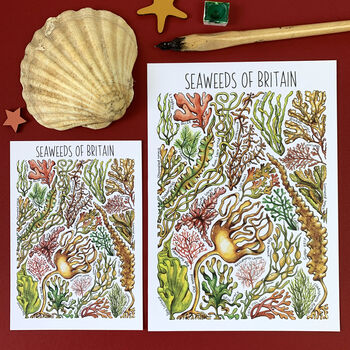 Seaweed Of Britain Watercolour Postcard, 2 of 8