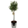 Large Olive Tree In Metal Bucket – 90–100cm, thumbnail 2 of 2