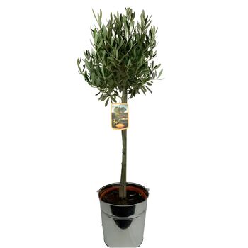 Large Olive Tree In Metal Bucket – 90–100cm, 2 of 2