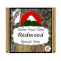 Gardening Gift. Redwood Bonsai Tree Growing Kit, thumbnail 4 of 4
