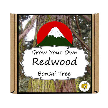 Gardening Gift. Redwood Bonsai Tree Growing Kit, 4 of 4