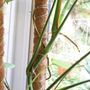 Extendable Moss Pole For Climbing Plants 60 80 110cm, thumbnail 4 of 8
