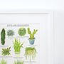 Cacti And Succulents Illustrated Giclée Print, thumbnail 4 of 7