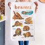 'Beavers' Illustrated Animal Tea Towel, thumbnail 1 of 3