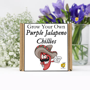 Grow Your Own Chilli Plant. Purple Jalapeno Seeds Kit, 2 of 4