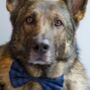 Blue Check Dog Bow Tie, thumbnail 5 of 5