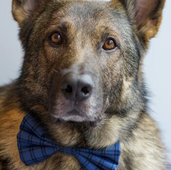 Blue Check Dog Bow Tie, 5 of 5