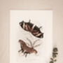 Framed Set Of Two Vintage Butterfly Art Prints, thumbnail 5 of 9
