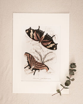 Framed Set Of Two Vintage Butterfly Art Prints, 5 of 9