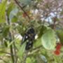 Ladybird Mobile Insect, Metal Art For Home And Garden, thumbnail 4 of 12