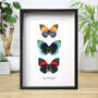 Agrias X Prepona Hybrid Trio Collection Butterfly Insect Bug Entomology Taxidermy Box Frame, thumbnail 1 of 3