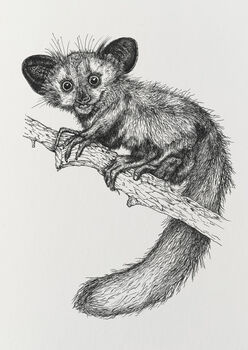 A Is For Aye Aye Illustration Print, 4 of 6