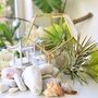 Gold Geometric Terrarium Kit With Air Plant Lover Gift Mother's Day, thumbnail 6 of 9