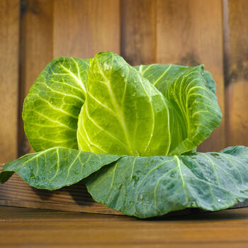 Vegetable Cabbage 'Hispi' 12 X Plug Plant Pack, 3 of 5